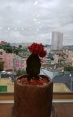 Туры в отель Mokpo White Windmill Guesthouse