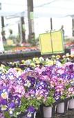 Туры в отель Hotel Nagashima