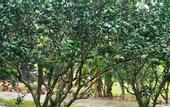 Туры в отель Orchard Home Resort Nam Cat Tien