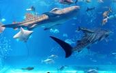 Туры в отель Sunrise Hotel Okinawa