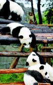 Туры в отель Yeste International Hotel (Chengdu Panda Base Longtansi Subway Station)