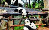 Туры в отель Yeste International Hotel (Chengdu Panda Base Longtansi Subway Station)