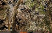 Туры в отель Rosefinch Sarovar Portico Bhimtal