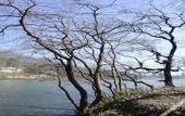 Туры в отель Rosefinch Sarovar Portico Bhimtal