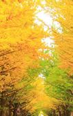 Туры в отель Residence Hotel Stripe Sapporo