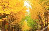 Туры в отель Residence Hotel Stripe Sapporo