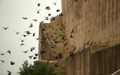 Туры в отель Alila Fort Bishangarh - A Hyatt brand