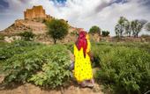 Туры в отель Alila Fort Bishangarh - A Hyatt brand