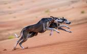 Туры в отель Qasr Al Sarab Desert Resort by Anantara