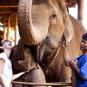 Туры в отель Anantara Golden Triangle Elephant Camp & Resort, оператор Anex Tour