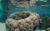 Туры в отель Meridian Adventure Marina Club & Resort