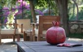 Туры в отель Totelya Hotel (Adults Only)