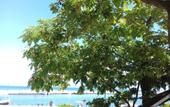 Туры в отель Akroyali Hotel & Villas