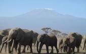 Туры в отель Kilima Safari Camp