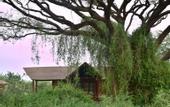 Туры в отель Kilima Safari Camp