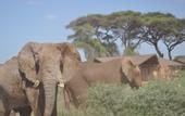 Туры в отель Kilima Safari Camp