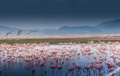 Туры в отель Kilima Safari Camp