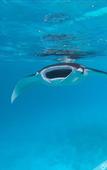 Туры в отель Rasdhoo Stay
