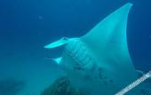 Туры в отель Rasdhoo Stay