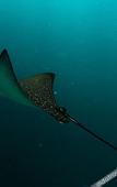 Туры в отель Rasdhoo Stay