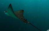 Туры в отель Rasdhoo Stay