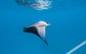 Туры в отель Rasdhoo Stay
