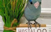 Туры в отель Hostal Abitum Madrid