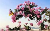 Туры в отель Elysinam Boutique Hotel Ha Long