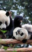 Туры в отель Mercure Chengdu Jinniu (Jinniu Wanda Plaza Store)