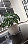Туры в отель iRoom Margonda Residence 345