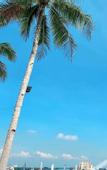 Туры в отель Club Samal Resorts Development Inc
