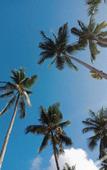 Туры в отель Club Samal Resorts Development Inc