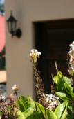 Туры в отель Meru View Lodge