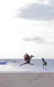 Туры в отель Hotel Puerto Libre Cozumel