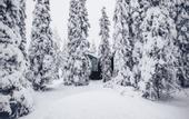 Туры в отель Magical Pond Nature Igloos