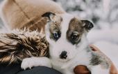Туры в отель Magical Pond Nature Igloos