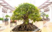 Туры в отель Phuong Anh Hotel