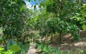Туры в отель Hotel La Casablanca Tayrona