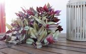 Туры в отель Apollonio Suites