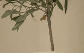 Туры в отель Apollonio Suites