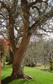 Туры в отель Agriturismo Le Tese
