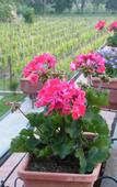 Туры в отель Agriturismo Grillo Iole