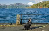 Туры в отель RakutenSTAY FUJIMITERRACE HakoneAshinoko