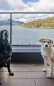 Туры в отель RakutenSTAY FUJIMITERRACE HakoneAshinoko