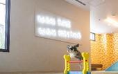 Туры в отель hotel anddoggy Kyoto Nijo