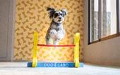 Туры в отель hotel anddoggy Kyoto Nijo