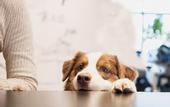 Туры в отель hotel anddoggy Kyoto Nijo