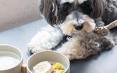 Туры в отель hotel anddoggy Kyoto Nijo