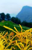 Туры в отель Ella Flower Garden Resort