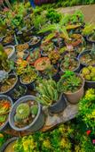 Туры в отель Ella Flower Garden Resort